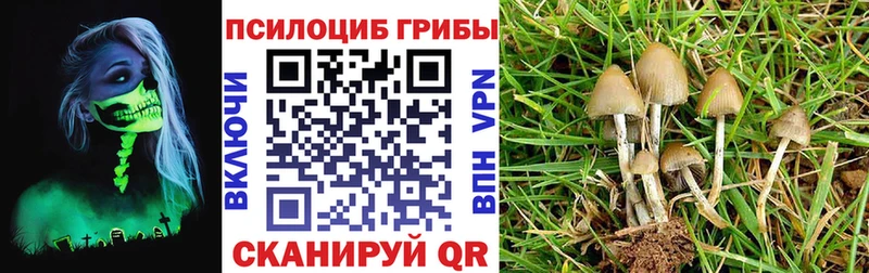 Галлюциногенные грибы Psilocybe купить наркотик Усть-Кут